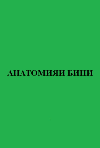 АНАТОМИЯИ БИНИ
